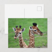 Kutest Baby Animals | Twee Baby Giraffe Briefkaart (Voorkant / Achterkant)