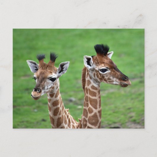 Kutest Baby Animals | Twee Baby Giraffe Briefkaart (Voorkant)