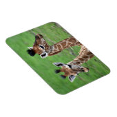 Kutest Baby Animals | Twee Baby Giraffe Magneet (Rechterzijde)