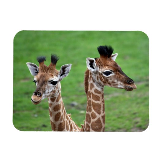 Kutest Baby Animals | Twee Baby Giraffe Magneet (Horizontaal)
