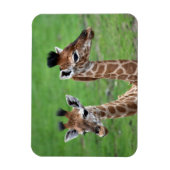 Kutest Baby Animals | Twee Baby Giraffe Magneet (Verticaal)