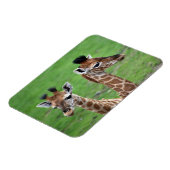 Kutest Baby Animals | Twee Baby Giraffe Magneet (Linkerzijde)