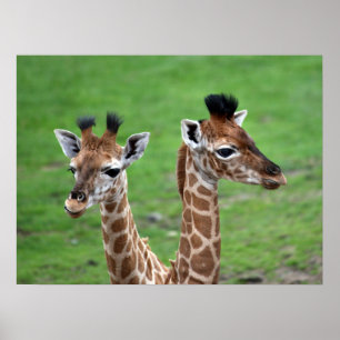 Kutest Baby Animals   Twee Baby Giraffe Poster