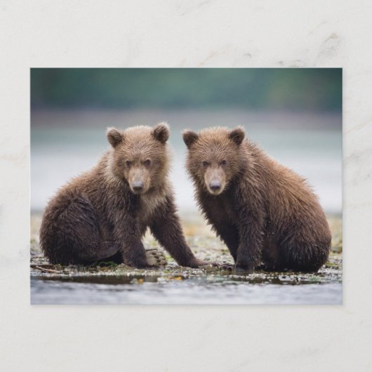 Kutest Baby Animals | Twee Beer kubussen Briefkaart (Voorkant)