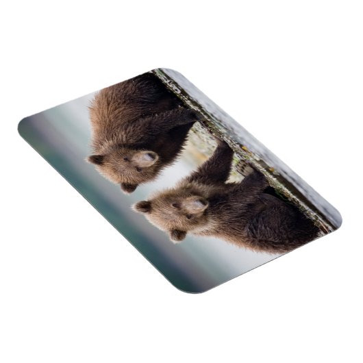 Kutest Baby Animals | Twee Beer kubussen Magneet (Rechterzijde)
