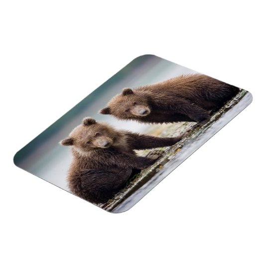 Kutest Baby Animals | Twee Beer kubussen Magneet (Linkerzijde)