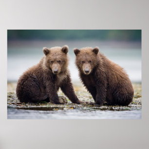 Kutest Baby Animals Twee Beer kubussen Poster