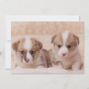 Kutest Baby Animals   Twee Corgi-Puppies Bedankkaart