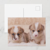 Kutest Baby Animals | Twee Corgi-Puppies Briefkaart (Voorkant / Achterkant)