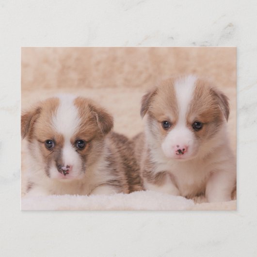 Kutest Baby Animals | Twee Corgi-Puppies Briefkaart (Voorkant)