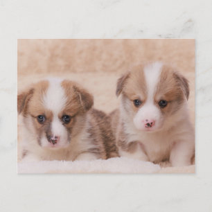 Kutest Baby Animals   Twee Corgi-Puppies Briefkaart