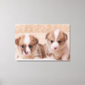 Kutest Baby Animals | Twee Corgi-Puppies Canvas Afdruk (Voorkant)