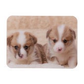Kutest Baby Animals | Twee Corgi-Puppies Magneet (Horizontaal)