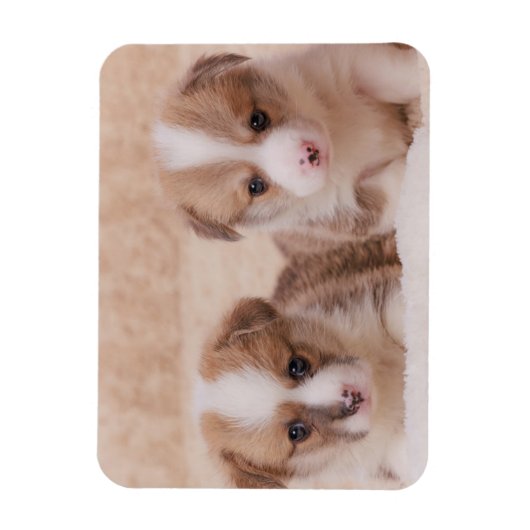 Kutest Baby Animals | Twee Corgi-Puppies Magneet (Verticaal)