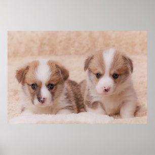 Kutest Baby Animals Twee Corgi-Puppies Poster