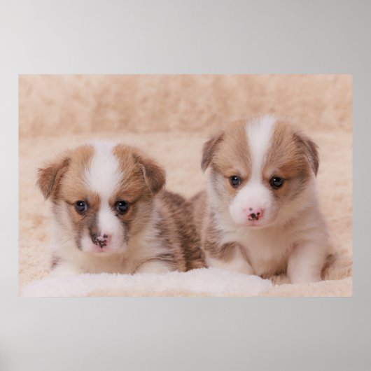 Kutest Baby Animals | Twee Corgi-Puppies Poster (Voorkant)