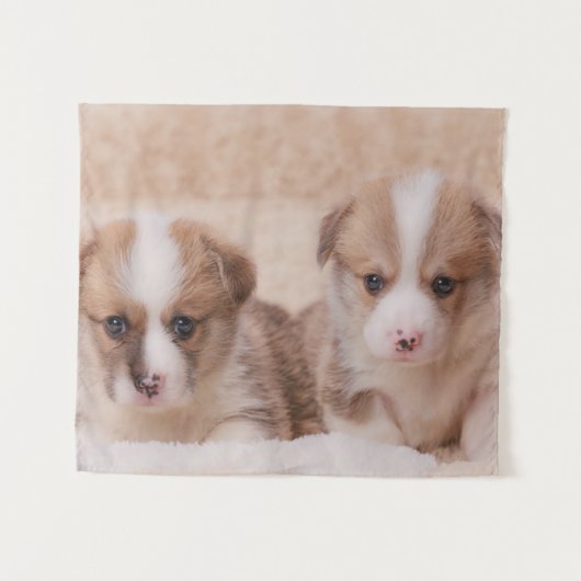 Kutest Baby Animals | Twee Corgi-Puppies Wandkleed (Voorkant (horizontaal))