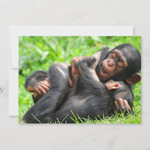Kutest Baby Animals   Twee jonge Chimpansees Bedankkaart