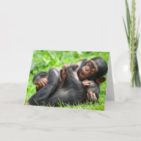 Kutest Baby Animals | Twee jonge Chimpansees