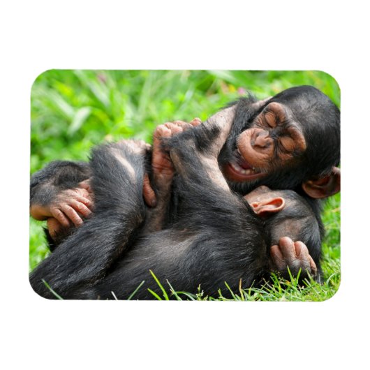 Kutest Baby Animals | Twee jonge Chimpansees Magneet (Horizontaal)