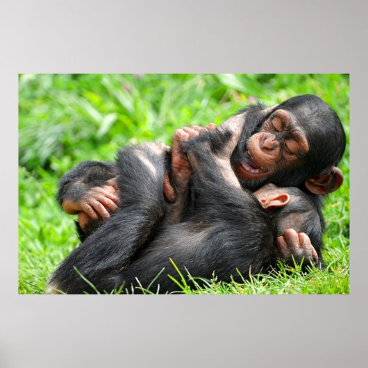 Kutest Baby Animals | Twee jonge Chimpansees Poster (Voorkant)