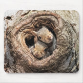 Kutest Baby Animals | Twee jonge eekhoorns Muismat (Voorkant)