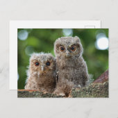 Kutest Baby Animals | Twee jonge eigenaars Briefkaart (Voorkant / Achterkant)