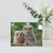 Kutest Baby Animals | Twee jonge eigenaars Briefkaart (Staand voorkant)