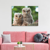 Kutest Baby Animals | Twee jonge eigenaars Canvas Afdruk (Insitu (Woonkamer))