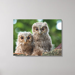 Kutest Baby Animals   Twee jonge eigenaars Canvas Afdruk
