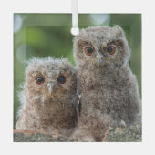 Kutest Baby Animals | Twee jonge eigenaars Glas Ornament (Voorkant)