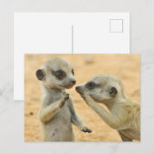 Kutest Baby Animals | Twee jonge Meerkats Briefkaart (Voorkant / Achterkant)