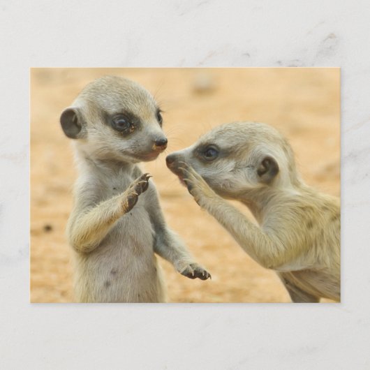 Kutest Baby Animals | Twee jonge Meerkats Briefkaart (Voorkant)
