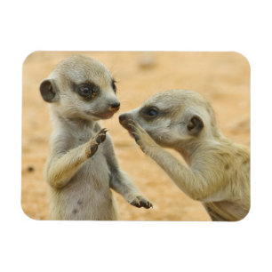Kutest Baby Animals   Twee jonge Meerkats Magneet