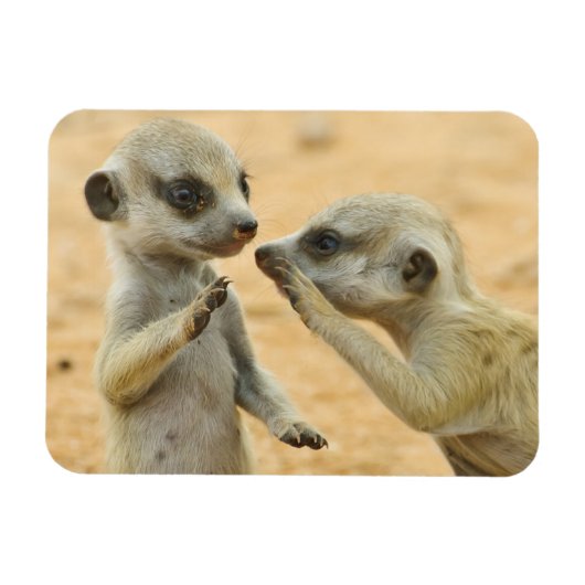 Kutest Baby Animals | Twee jonge Meerkats Magneet (Horizontaal)