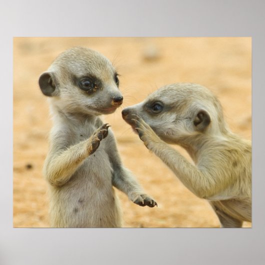 Kutest Baby Animals | Twee jonge Meerkats Poster (Voorkant)