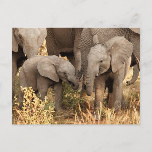Kutest Baby Animals   Twee jonge olifanten Briefkaart