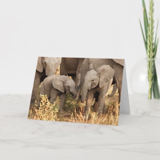 Kutest Baby Animals | Twee jonge olifanten Kaart (Voorkant)