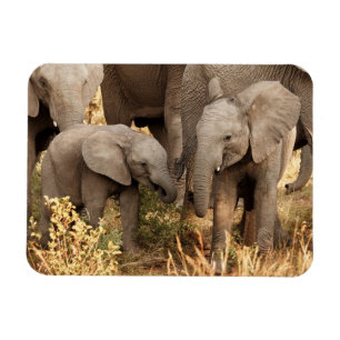 Kutest Baby Animals Twee jonge olifanten Magneet