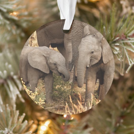 Kutest Baby Animals | Twee jonge olifanten Ornament (Boom)