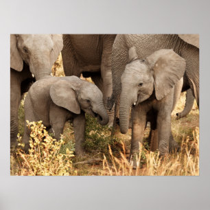 Kutest Baby Animals Twee jonge olifanten Poster