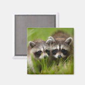 Kutest Baby Animals | Twee jonge regio's Magneet (Voorkant / Achterkant)