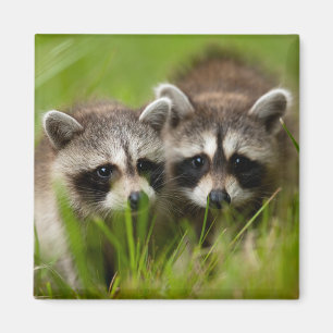 Kutest Baby Animals Twee jonge regio's Magneet