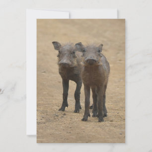 Kutest Baby Animals   Twee jonge Warthogs Bedankkaart