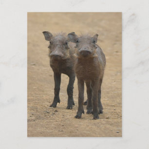 Kutest Baby Animals Twee jonge Warthogs Briefkaart