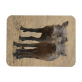 Kutest Baby Animals | Twee jonge Warthogs Magneet (Horizontaal)