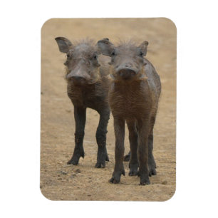 Kutest Baby Animals Twee jonge Warthogs Magneet