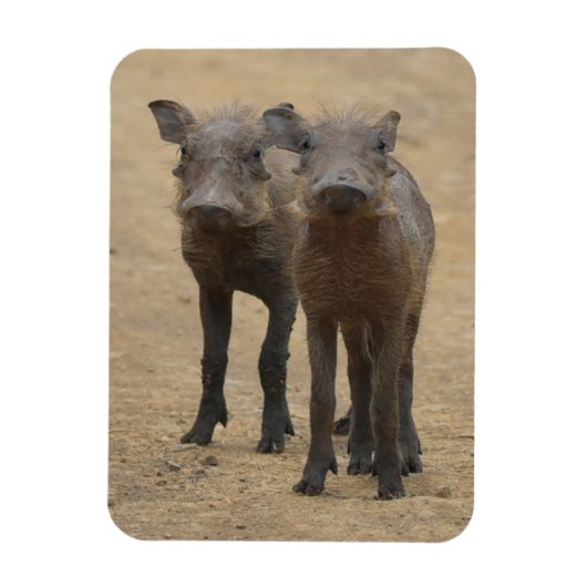 Kutest Baby Animals | Twee jonge Warthogs Magneet (Verticaal)