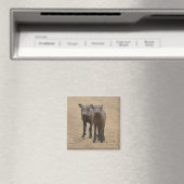 Kutest Baby Animals | Twee jonge Warthogs Magneet (Insitu (Vaatwasser))