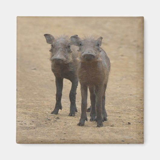 Kutest Baby Animals | Twee jonge Warthogs Magneet (Voorkant)